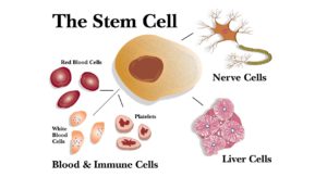 Types of cells stem cells can differentiate into