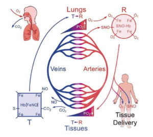 How ther body delivers oxygen from the lungs to tissues