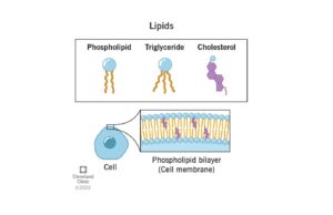 3 types of lipids