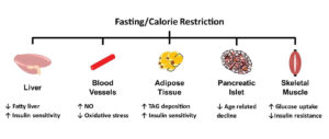 Fasting/calorie restriction